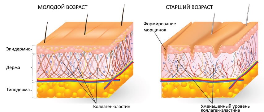 Структура кожи и коллаген-эластиновые волокна