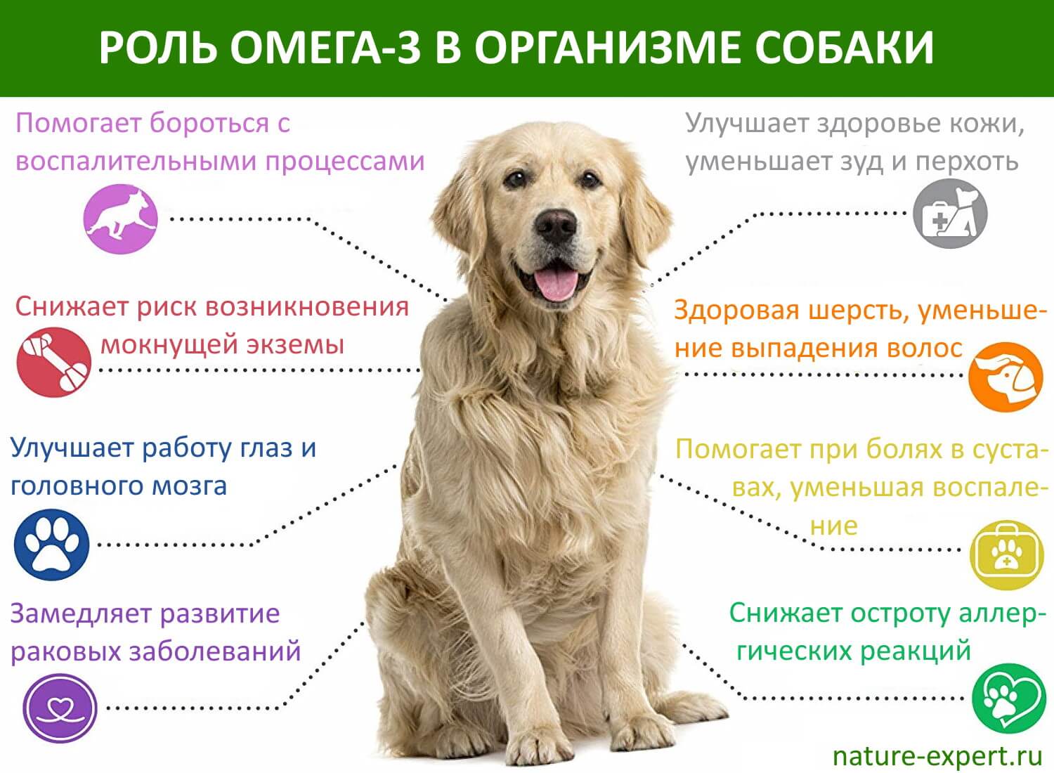 Роль Омега-3 в организме собаки